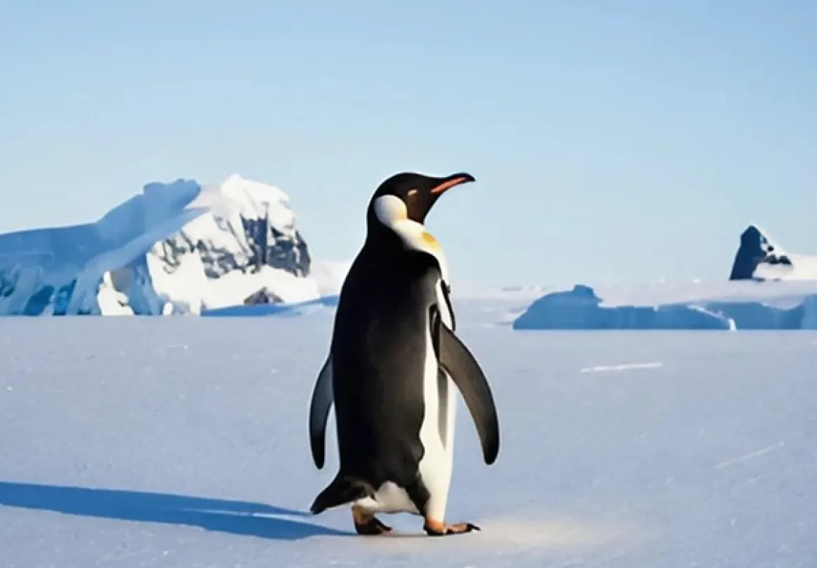 Antarctica Activities Image